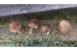 Взрыватели к снарядам времен войны нашли при сортировке свеклы в Жабинке