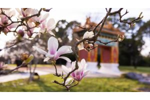 ФОТОФАКТ: Цветы магнолии в Пекинском саду в Канберре