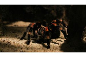 Британец завел дома 700 тарантулов для поддержания психического здоровья