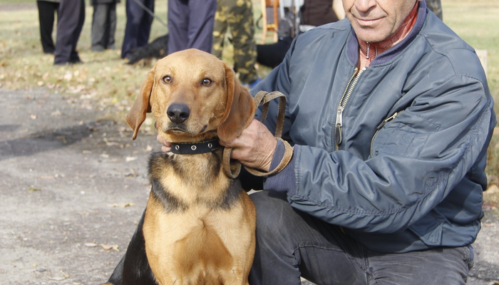 В Добруше прошла выставка охотничьих собак