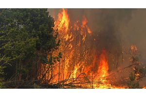  На Гомельщине складывается напряженная обстановка с пожарами в экосистемах