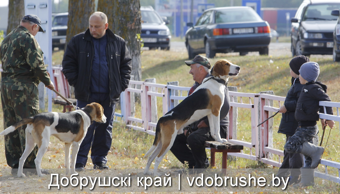 В Добруше прошла выставка охотничьих собак