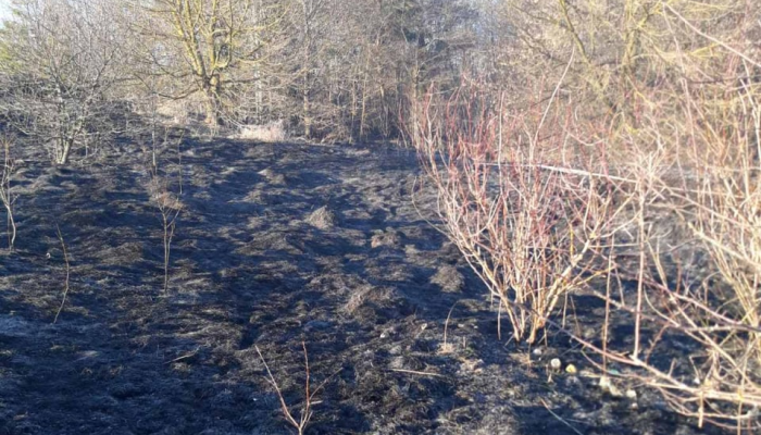 До беды – один шаг. Три крупных возгорания сухой растительности зафиксировано в Добрушском районе в понедельник