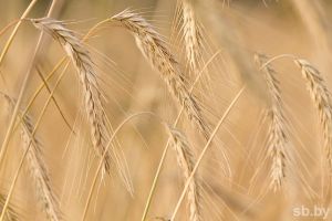 Аграрии страны намолотили более 2 миллионов тонн зерна