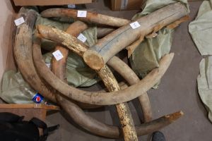 Под Смоленском пресекли незаконный вывоз в Беларусь бивней мамонта