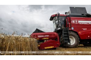 В Беларуси намолотили более 500 тыс.т озимого рапса на зерно
