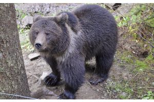 Помните медвежонка, которого спасли и отправили в Румынию? Разузнали о его судьбе