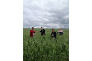 В хозяйствах Добрушского района провели видовые прополки зерновых