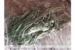 Житель Добрушского района выращивал коноплю на приусадебном участке