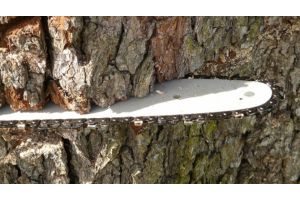 В Пуховичском районе школьницу насмерть придавило деревом