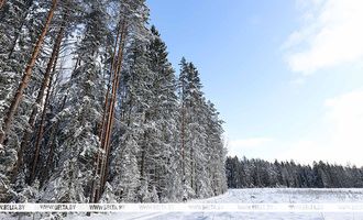 Спелые леса и хорошие объемы рубок. С какими показателями лесная отрасль завершила 2024 год, рассказал Кулик