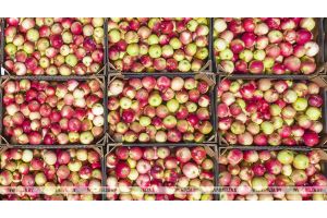 Беларусь вводит лицензирование вывоза лука и яблок