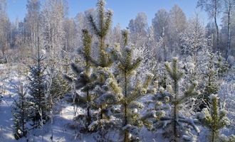 Во сколько обойдется незаконная заготовка елей и сосен?