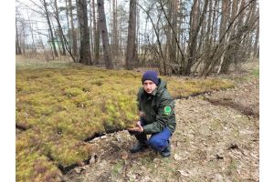Этой осенью в Беларуси высадили более 4 тыс. га новых лесов