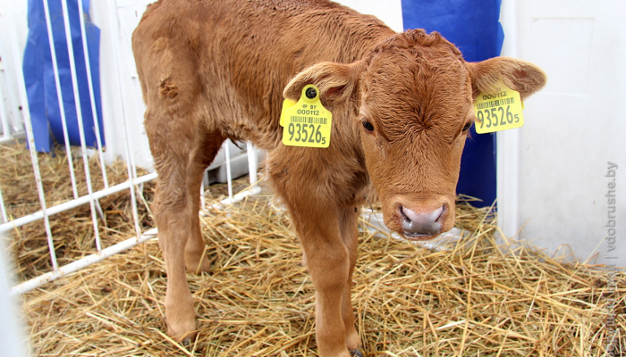 На территории Добрушского района выращивают элитную породу коров