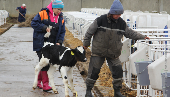 На территории Добрушского района выращивают элитную породу коров