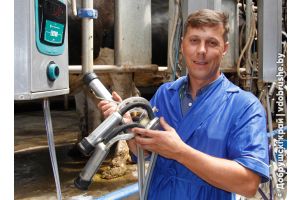 Журналист «ДК» осваивал азы профессии дояра в доильно-молочном блоке сельхозпредприятия «Крупец»