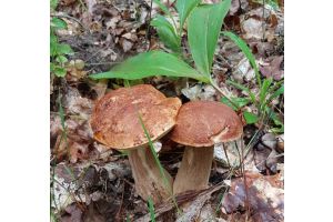 Почему не надо есть грибы, собранные в лесах Добрушского района 