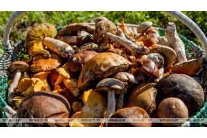В Беларуси отравились грибами 11 человек