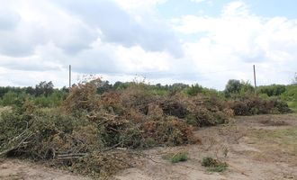 «ДК» узнал, как будут использоваться поваленные ураганом деревья