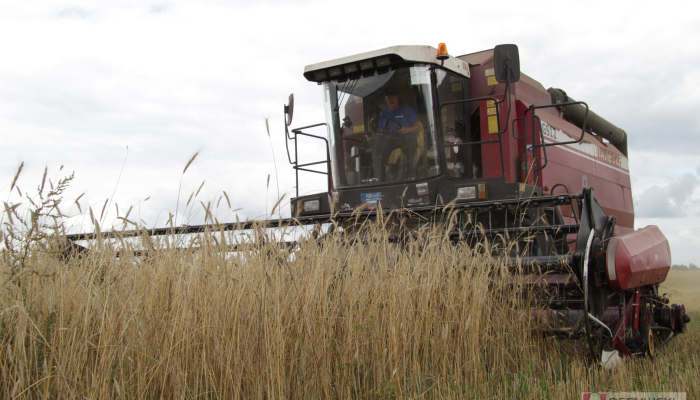 В Добрушском районе идёт массовая уборка зерновых