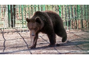 В штате Коннектикут в США черный медведь ворвался в кондитерскую, съел 60 пирожных и сбежал