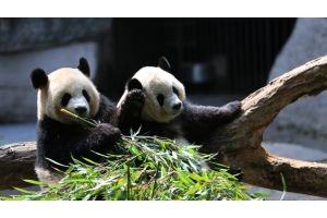 Семью больших панд возвращают в Китай спецрейсом из вашингтонского зоопарка