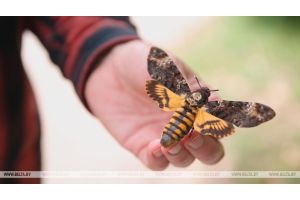 Что будет, если потрогать бабочку за крылышки? Интересные факты рассказал энтомолог