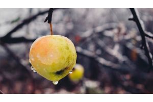Пора ухаживать за яблонями. Что сделать осенью, чтобы деревья хорошо перезимовали?