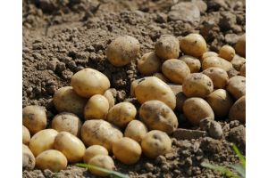 Сельхозорганизации и фермерские хозяйства Беларуси планируют собрать более 1 млн т картофеля