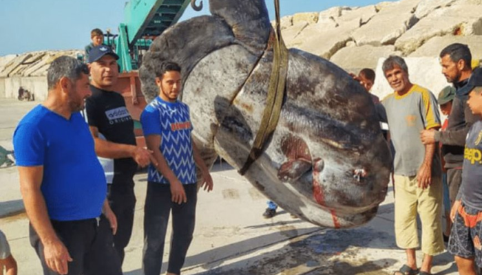 Рыбак в Сирии поймал улов, весом более тонны (Фото)