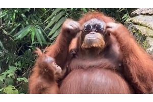 На стиле: орангутанг примерил солнечные очки одной из посетительниц зоопарка (Видео)