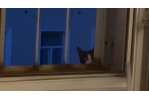 Чужой кот прославил парня в сети, когда начал проведывать человека каждый день (Видео)