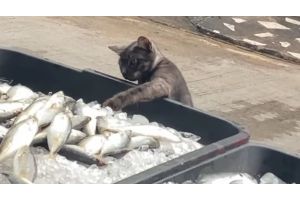 Коту надоело смотреть на рыбу и он стал действовать (Видео)