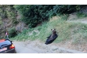 Медведь из Румынии в одном видео показал идеальный способ для релакса