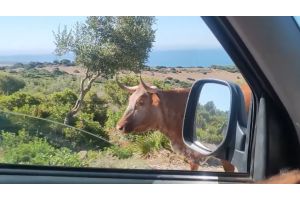 Водитель заблудился, но корова уморительно подсказала ему дорогу (Видео)
