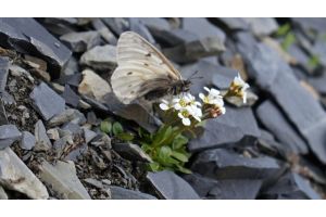 Новый подвид редчайшей арктической бабочки обнаружили в Якутии