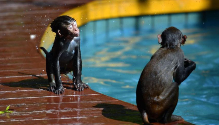 ФОТОФАКТ: Макаки-пловцы развлекаются на острове обезьян на юге Китая