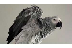 Попугай удивил сеть своими талантами, когда уговорил умную колонку заказать лакомство (Видео)