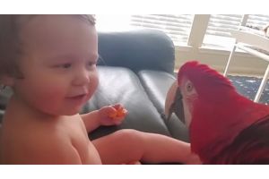 Попугай знакомится с малышом - ничего милее вы сегодня уже не увидите! (Видео)