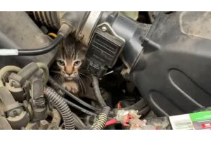 Масло надо менять! Кот проинспектировал двигатель авто и повеселил сеть (Видео)