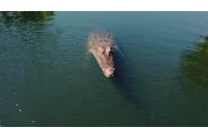Крокодил в одном прыжке съел дрон, круживший над озером (Видео)