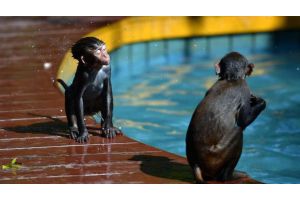 ФОТОФАКТ: Макаки-пловцы развлекаются на острове обезьян на юге Китая