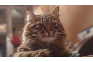 Любопытный кот изучал новую камеру и повеселил сеть (Видео)
