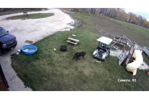 За руль не пускать: собака на гольф-каре влетела в пикап (Видео)