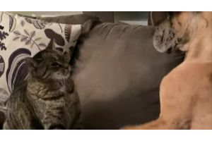 Забавное противостояние собаки и кота попало на видео в Канаде