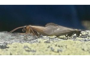 Новый вид насекомых назвали в честь коронавируса
