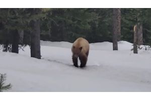 Американец почти километр уходил от медведя и уговаривал его не есть - видео