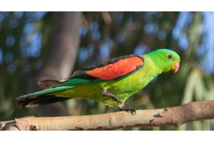 Пьяные попугаи заполонили город в Австралии