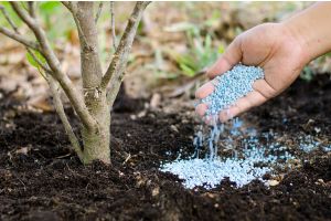 Какие удобрения и почему стоит использовать для осенней подкормки сада